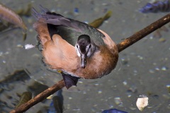 IMG_5170
